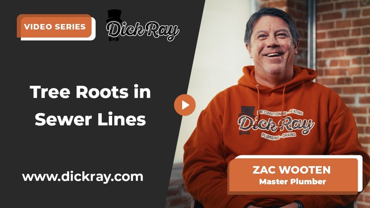 Tree Roots in Sewer Line